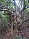 Old Tree With Multiple Trunks