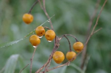 Orange Berries With Waterdrops
