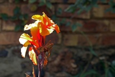 Orange Canna Flower In Sunlight