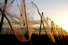 Orchard Nets At Golden Hour Sunrise