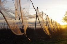 Orchards Nets Golden Hour Sunrise