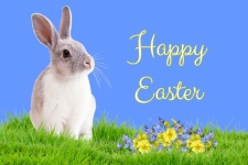 Easter Bunny Flowers Postcard