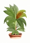 Palm Tree Potted Plant Vintage Art