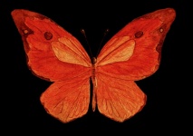 Butterfly 101