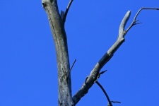 Part Of Dead Tree Against Blue Sky