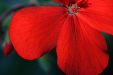 Partial Red Pelargonium Flower
