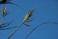 Partially Dried Leaves On Reeds