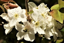 Pear Blossoms Close-up