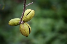 Pecan Nut Husks On Tree Splitting