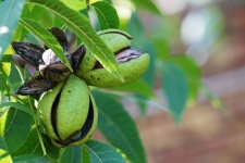 Pecan Nuts In Husks On A Tree