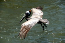 Pelican Flying