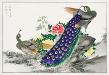 Peacock Vintage Art Old