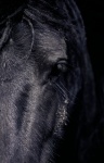 Horse Portrait Black Photo