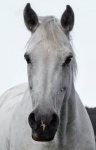 Horse Portrait White Photo