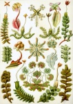 Plants Botany Vintage Art