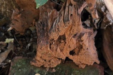 Piece Of Rotting Wood Deteriorating