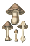 Mushrooms Vintage Clipart Png