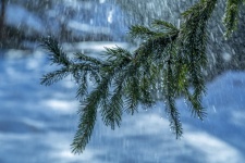 Pine Branch In Rain