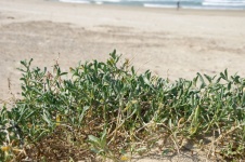 Plants On Sand On Beach