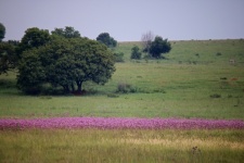 Pompom Weed Flowering In Grassland