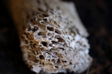 Porous Texture Of Bone Structure