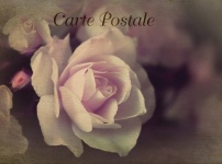 Postcard Vintage Art Rose