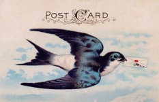 Postcard Bird Swallow Vintage