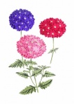 Primrose Flower Vintage Art