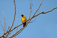 Profile Of Southern Masked Weaver