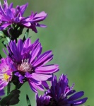 Purple Asters Background