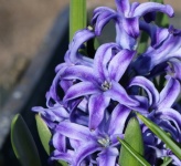 Purple Hyacinth Blooms Close-up