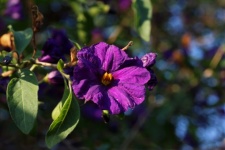 Purple Potato Bush Flowers In Sun
