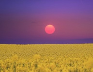 Rapeseed Field Sunset Landscape
