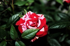 Red And White Miniature Rose