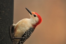 Red-bellied Woodpecker On Feeder