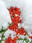 Red Berries Covered In Snow