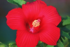 Red Hibiscus Close-up