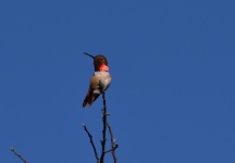 Red Throated Hummingbird