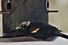Red-winged Blackbird On Feeder