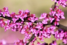 Redbud Tree Blossoms Close-up