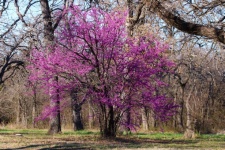 Redbud Tree In Spring