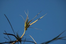 Reeds With Browning Tips On Leaves