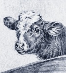 Beef Cow Vintage Art
