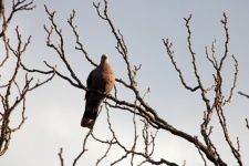 Ring-necked Dove Sitting On Branch