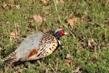 Ring-necked Pheasant In Grass
