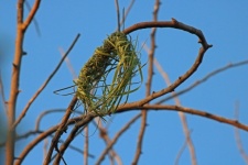 Ring Of Woven Grass Nest Basis