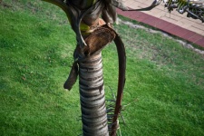 Ringed Long Trunk Of Palm Tree
