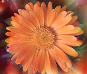 Marigold Flower Blossom Photo