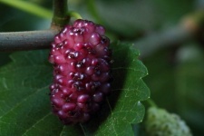 Ripening Mulberry On A Stalk