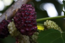 Ripening Mulberry On A Tree